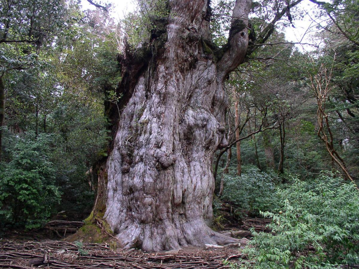 Minshuku Satomachi Guest House Yakushima  Bagian luar foto